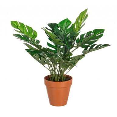 Oferowany filodendron sprzedawany jest w komplecie z brązową doniczką z plastiku. Przytwierdzony jest do cementowej podstawy. Roślina posiada 30 liści...