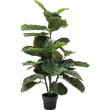 Roślina dekoracyjna FIDDLE LEAF 120