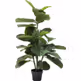 Roślina dekoracyjna FIDDLE LEAF 120