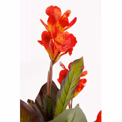 Roślina sztuczna CANNA LILY 165 cm
