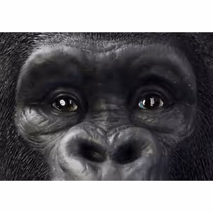 Dekoracja stojąca XXL GORILLA - czarny