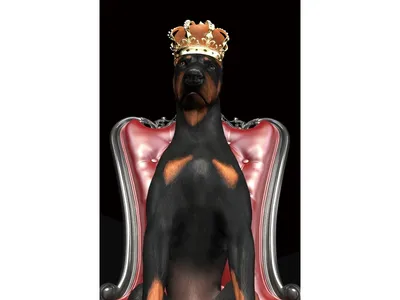 Obraz na szkle DOG IN CROWN 80x120