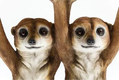 Stolik pomocniczy ANIMAL MEERKAT SISTERS 35x33 - brązowy