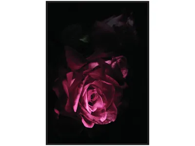 Obraz z różą nowoczesny TOIR25601 82x122 cm