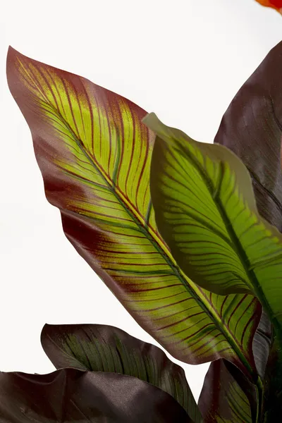 Roślina sztuczna CANNA LILY 115 cm