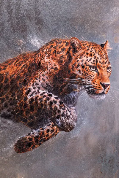 Obraz w ramie HUNTING LEOPARD 103x103