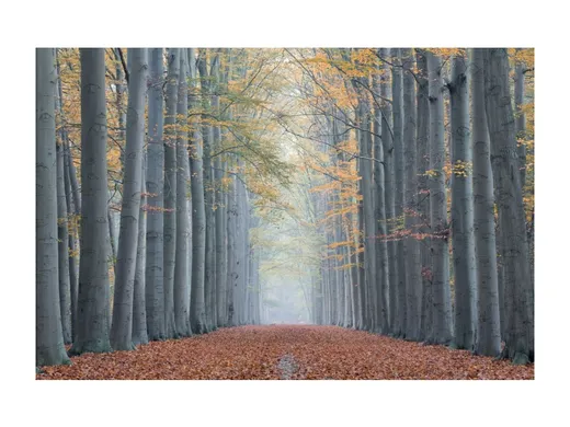 Obraz trees II 120X80