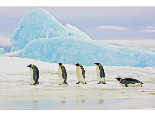 Obraz na szkle PENGUINS 120x80