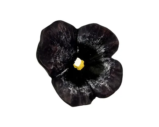 Gałka H126-50 Z Kolekcji Flower Granatowy Bratek