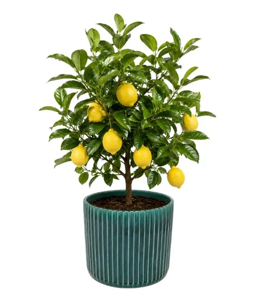Donica CALI 39 cm - zielony