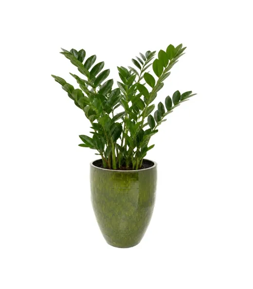Donica CALI 58 cm - zielony