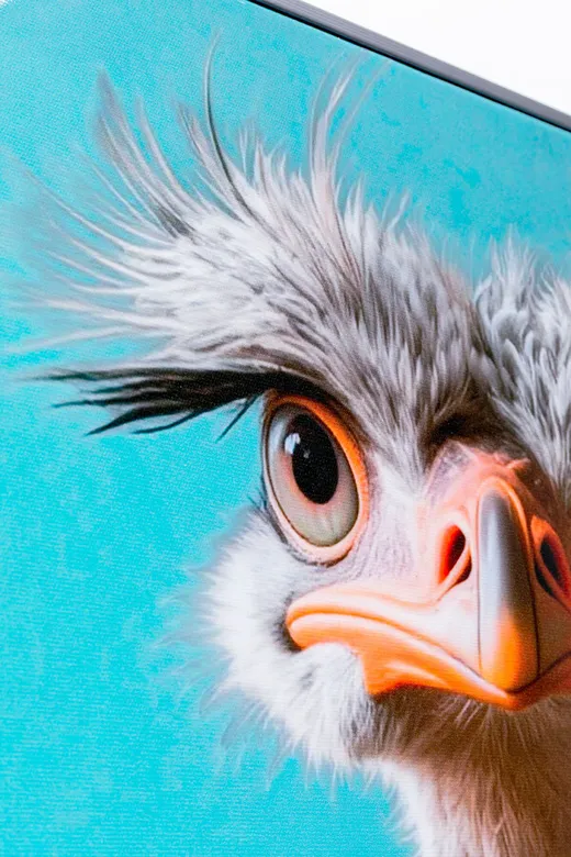 Obraz MISTER OSTRICH 45x60