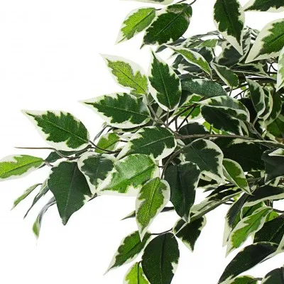 Fikus benjamina H120