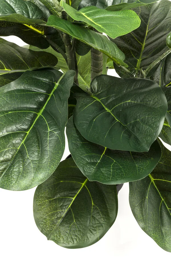 Roślina dekoracyjna FIDDLE LEAF 120