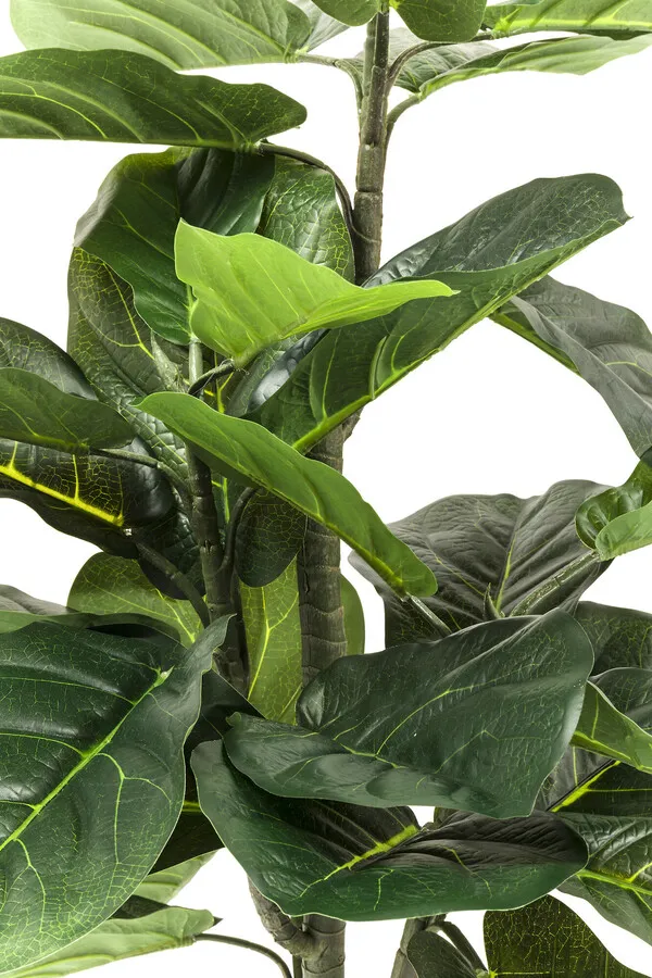 Roślina dekoracyjna FIDDLE LEAF 120
