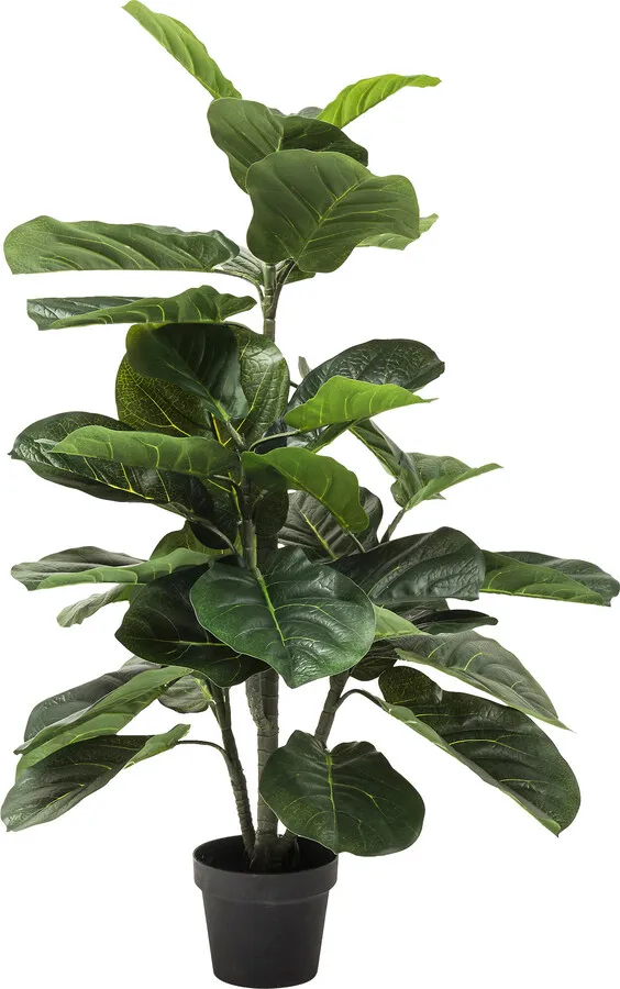 Roślina dekoracyjna FIDDLE LEAF 120