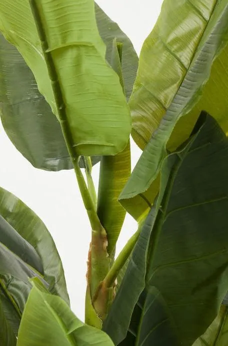 Roślina dekoracyjna BANANA TREE 180