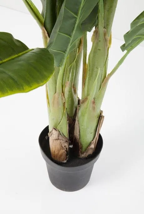 Roślina dekoracyjna BANANA TREE 180