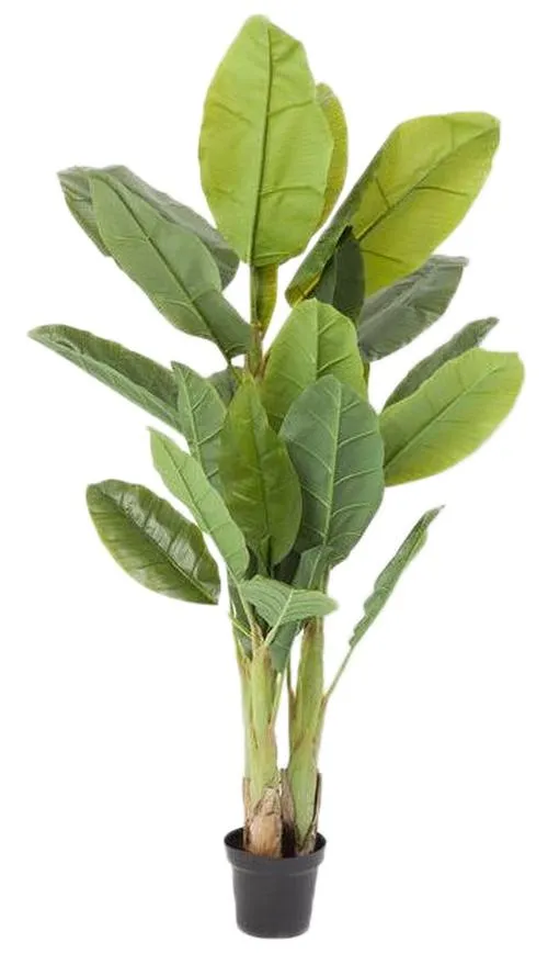 Roślina dekoracyjna BANANA TREE 180