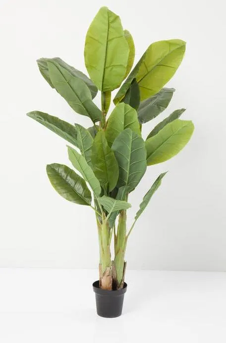 Roślina dekoracyjna BANANA TREE 180