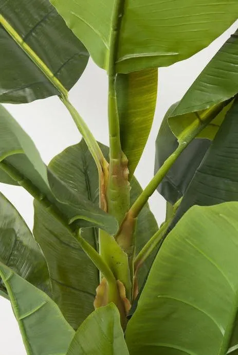 Roślina dekoracyjna BANANA TREE 180