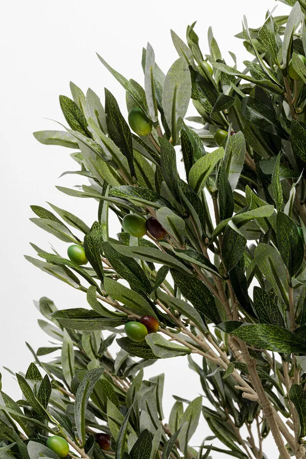Roślina dekoracyjna OLIVE TREE 120