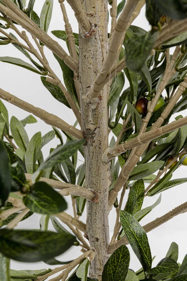 Roślina dekoracyjna OLIVE TREE 120