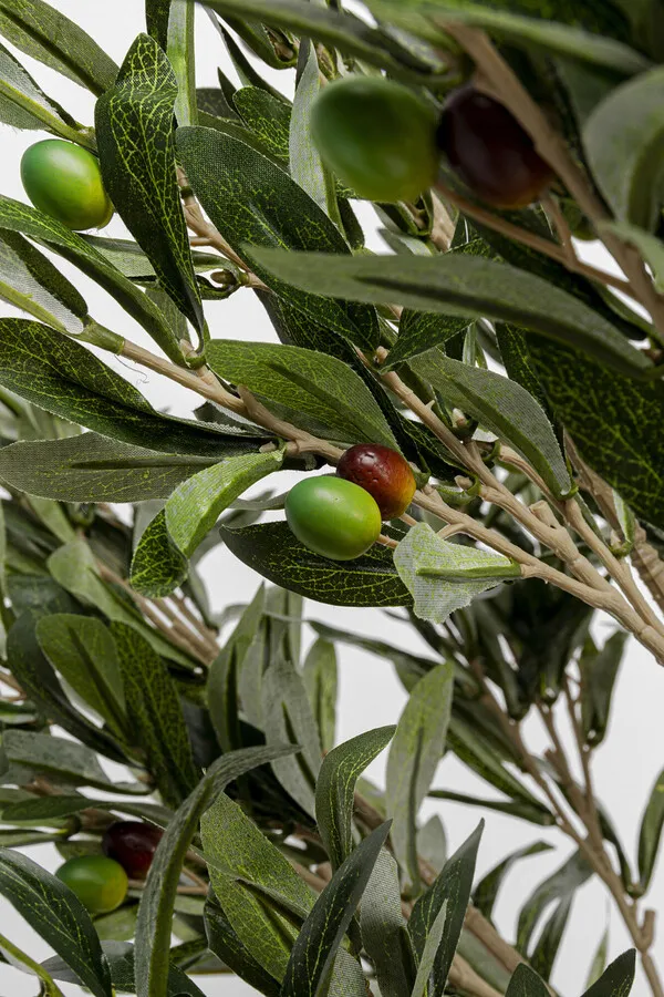 Roślina dekoracyjna OLIVE TREE 120