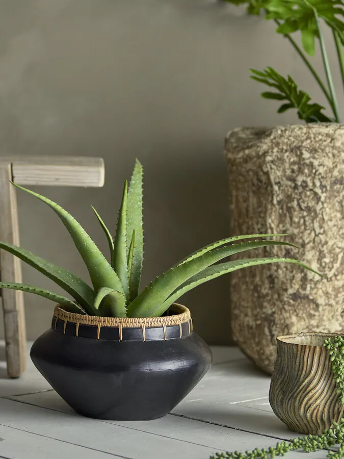 Roślina dekoracyjna ALOE 61 cm