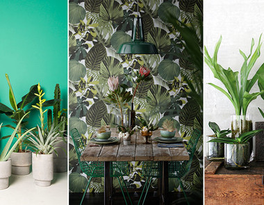 Urban jungle w salonie Urban jungle w salonie
